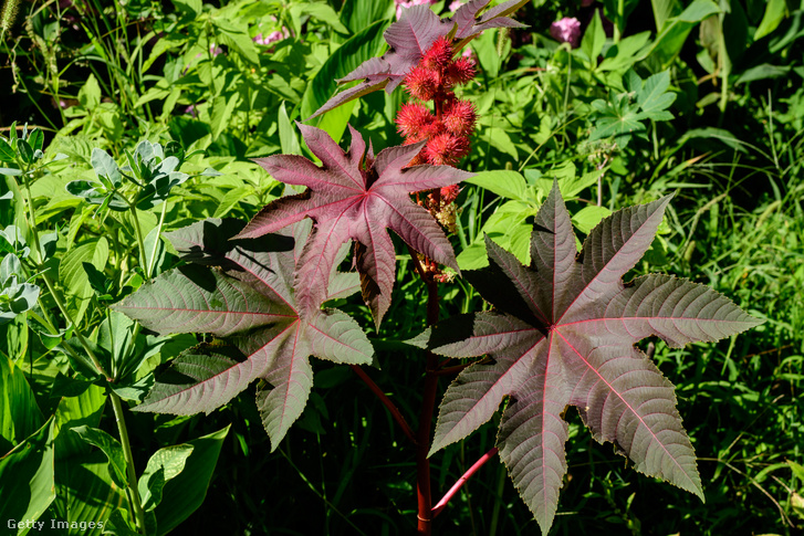 A rekorder ricinus. Ha nem akarunk bonyodalmakat, tekintsünk rá biofegyverként