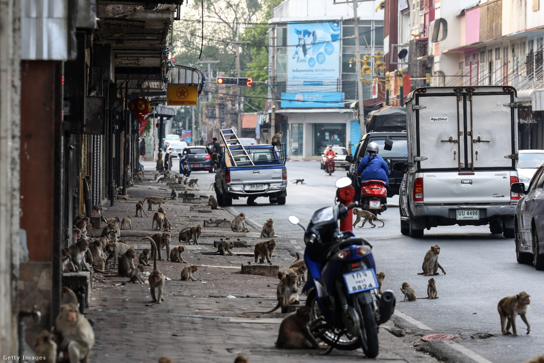 Majmok Lopburi utcáin Thaiföldön 2024. február 25-én