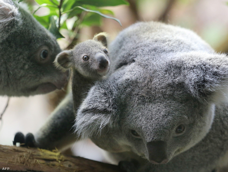 Képünk duisburgi koalákat ábrázol illusztrációs célzattal