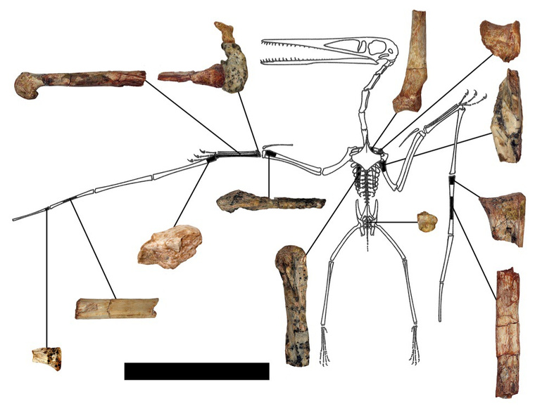 earliest-pterodactyl