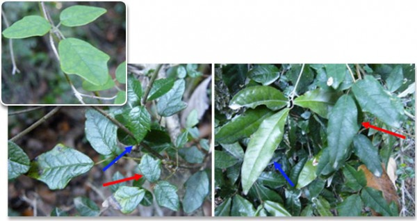 A piros nyíl mutatja az átalakult leveleket, a kék az eredeti növényt.