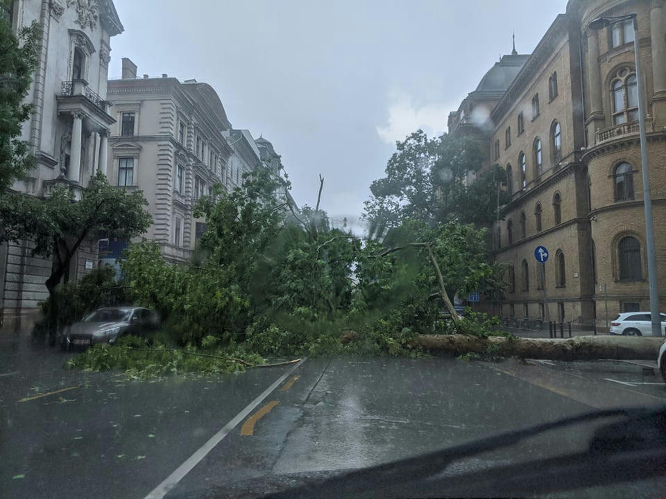 Az Alkotmány utcai platán