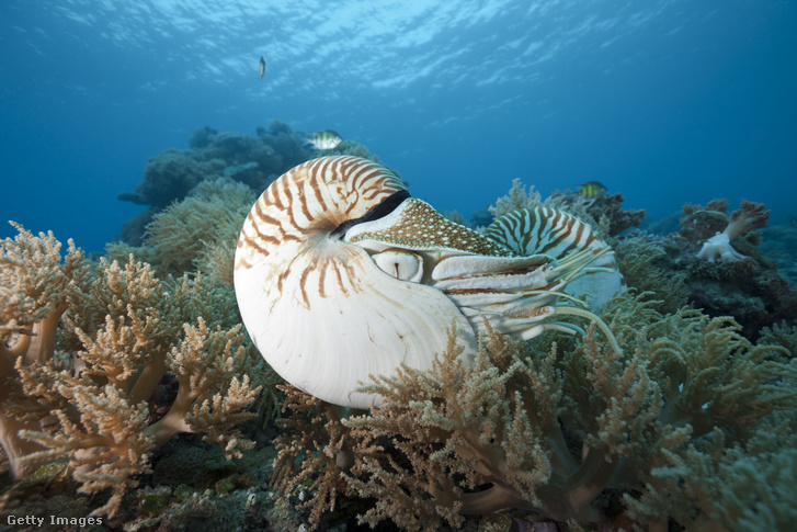 Egy Palau nautilus