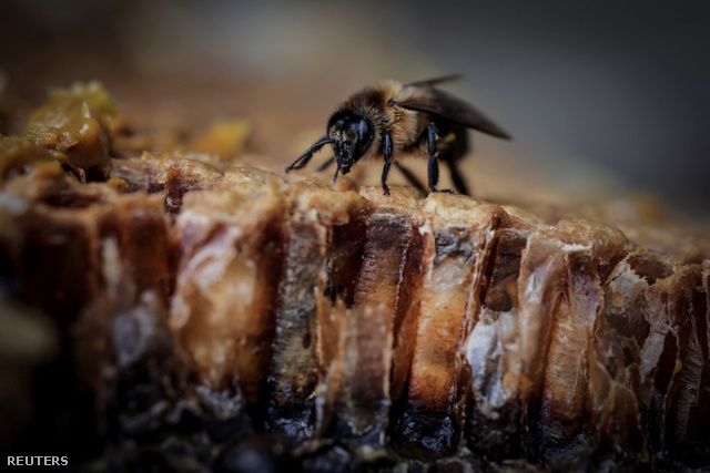 A szilveszteri petárdák nemcsak a kutyák, de a méhek életét is megkeserítik