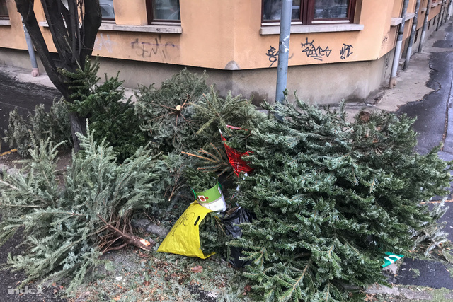 A szabályok értelmében a fát úgy kell az utcára kihelyezni, hogy ne akadályozza a forgalmat