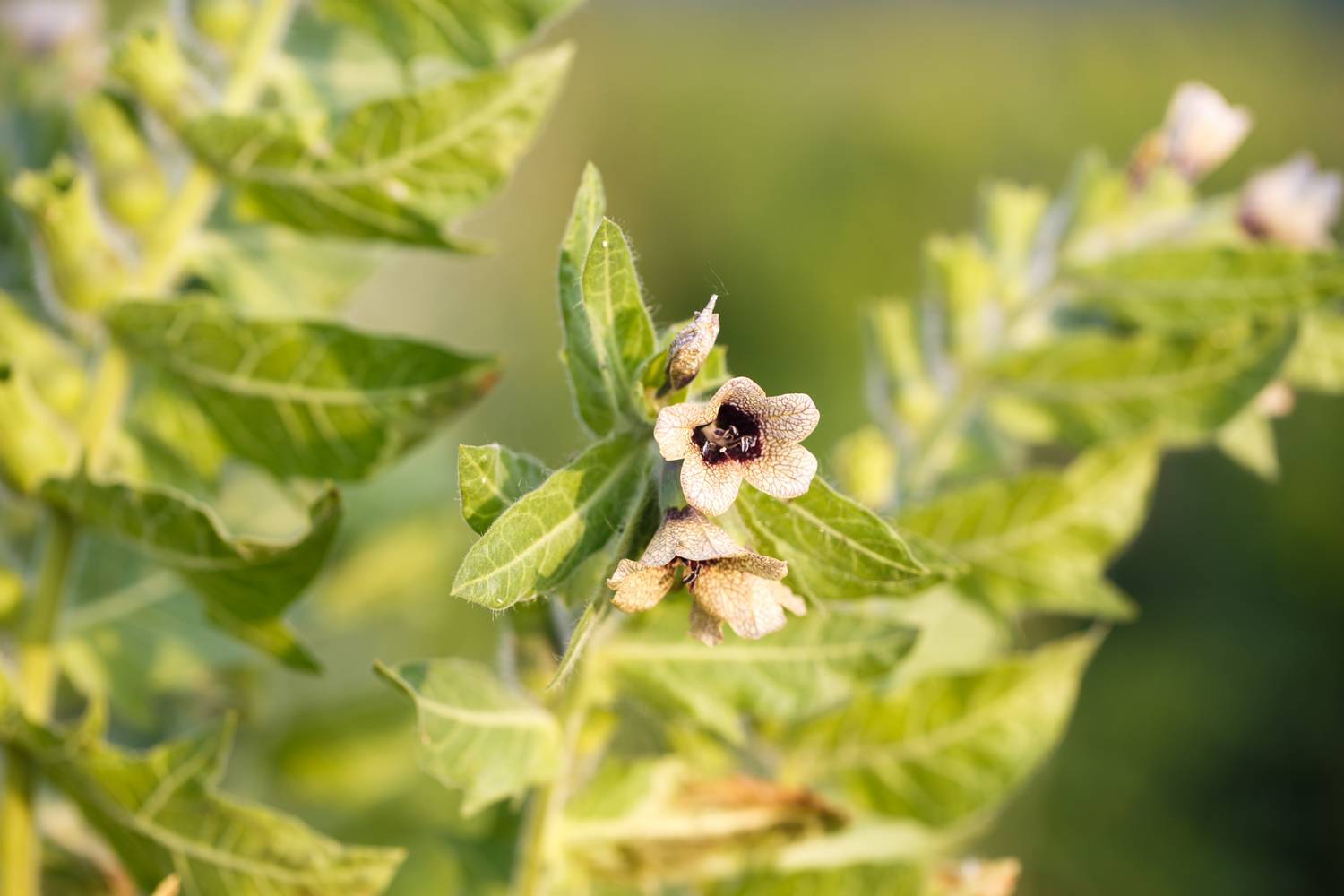 Bolondító beléndek (Hyoscyamus niger) – ennek a pompásan kinéző növénynek minden része mérgező. A középkori írásos emlékekben a boszorkányzsír mágikus alapanyagaként említik, amely felhasználóit révületbe ejtette. Főleg szántóföldeken, parlagokon találkozhatsz vele, az egész növény ragadós, szőrös burkot visel.