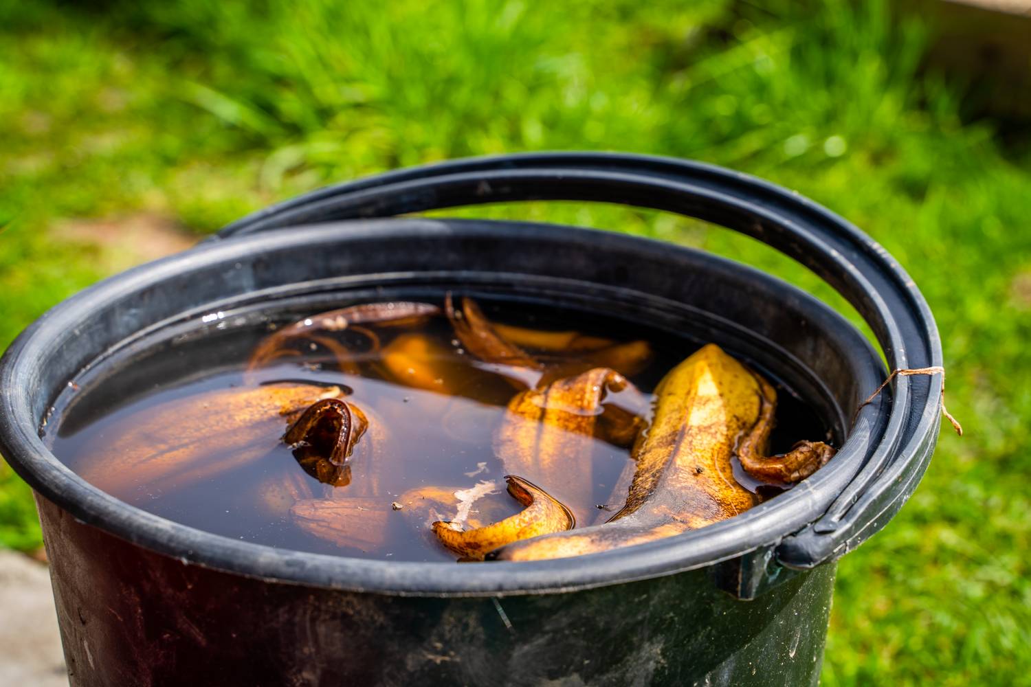 A kezeletlen banánhéj beáztatva növényi tápoldatként alkalmazható, így támogathatod egy kis extra tápanyaggal a szobanövényeidet.