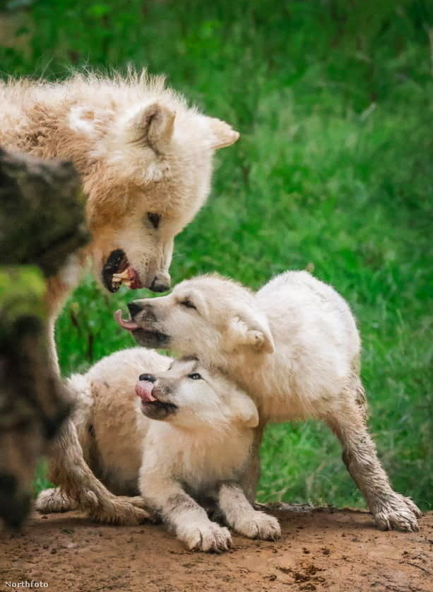 Családi ebéd sarkvidéki módra&nbsp;A franciaországi Zoo du bois d’Attilly sarkvidéki farkasai egy meghitt családi pillanatot osztanak meg