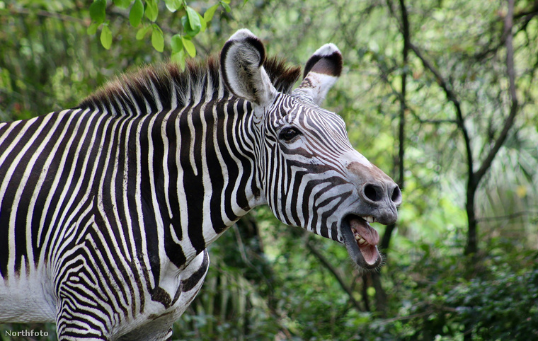 Zebra, aki a saját viccén nevet&nbsp;Ez a Miami Állatkertben élő Grevy-zebra úgy fest, mintha épp a saját poénján kacagna.