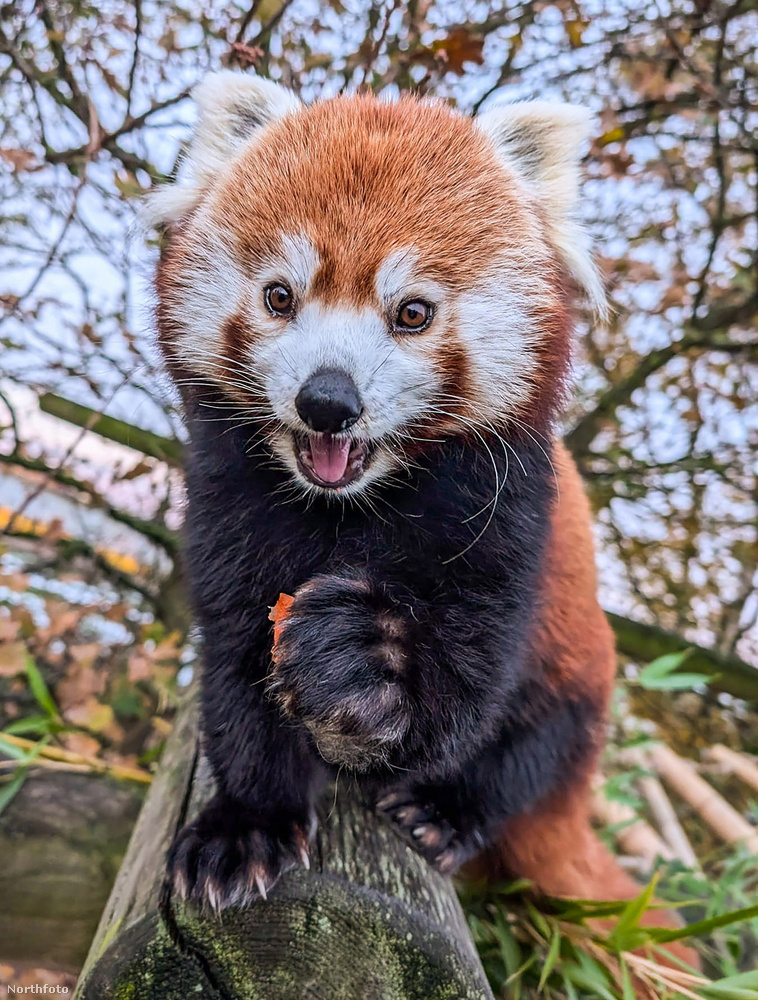 Alice, a vörös panda, akit nem lehet nem imádni&nbsp;Ez a kis szépség a Yorkshire Wildlife Park sztárja, és úgy néz ránk, mintha éppen valami titkos csínyen kapnánk