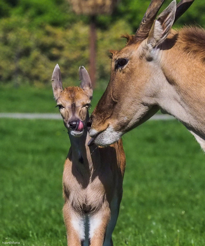 Eland anya és borja a Knuthenborg Safari Parkban&nbsp;Ez az eland borjú nyelvnyújtással köszöni meg anyukája gondoskodását, miközben egy megható pillanatot kapott lencsevégre Christina Christensen Dániában.