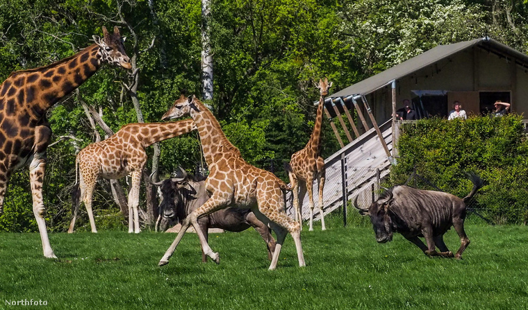 Zsiráfborjú és a gnú váratlan találkozása&nbsp;A dániai Knuthenborg Safari Parkban a zsiráfborjú még csak ismerkedik a világgal, de a gnú ezt határozottan nem nézte jó szemmel