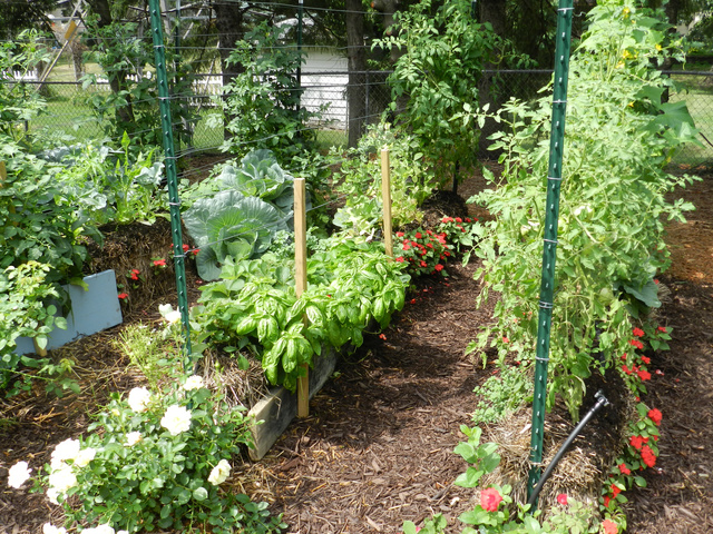 Vegetables and Flowers growing in Straw Bale Garden