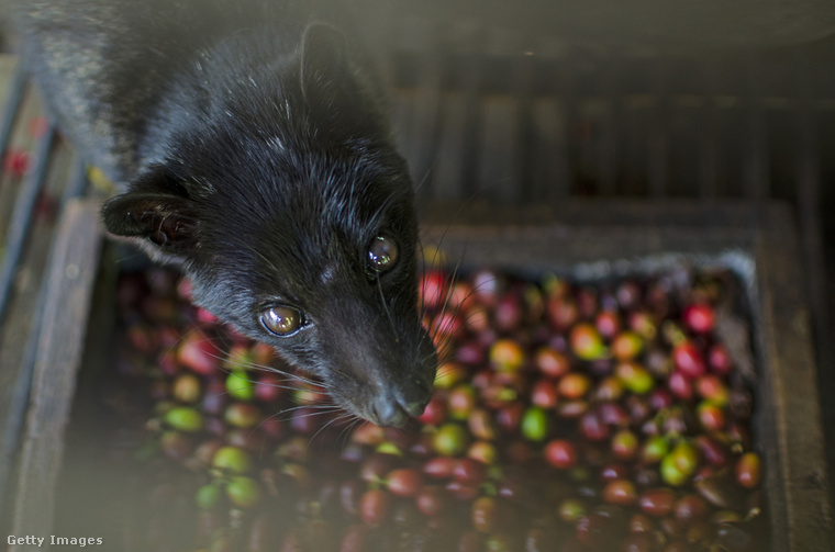 Az indonéz Kopi Luwak kávé a világ legdrágább kávéja. (Fotó: NurPhoto / Getty Images Hungary)