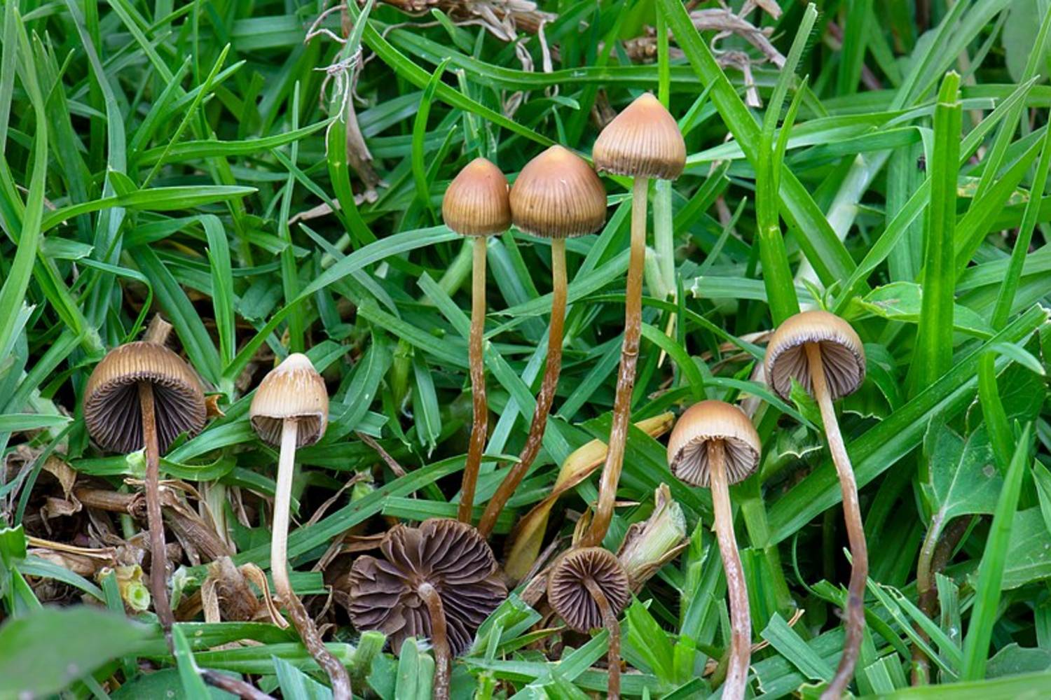 Psilocybe mexicana.
