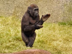 954523 baby gorilla walking and clapping