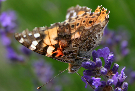 Vanessa cardui JPG01