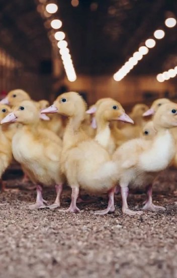 Bonafarm: rövid életű árrésstopban bíznak