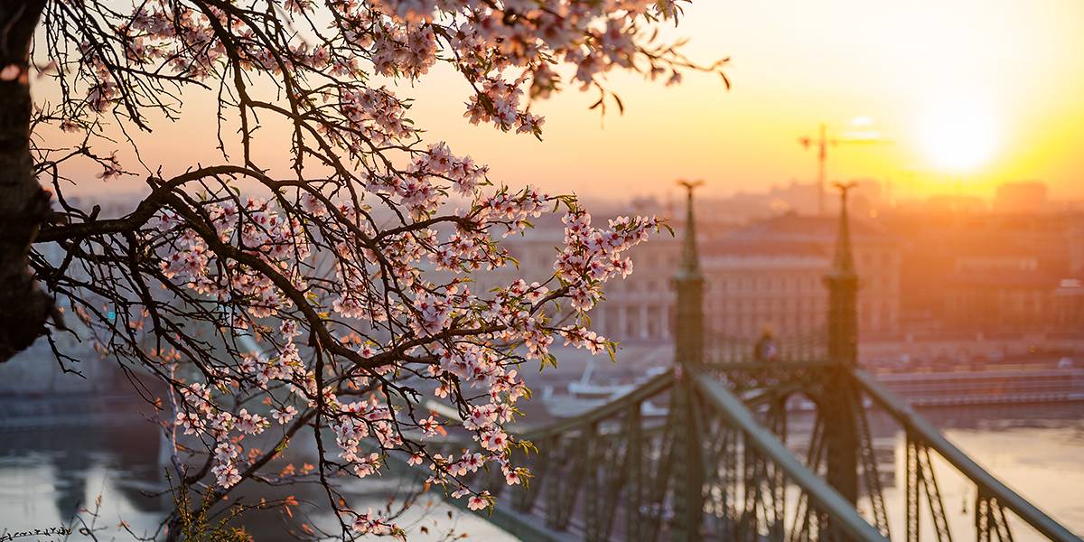 See the pretty almond blossoms at Gellért Hill