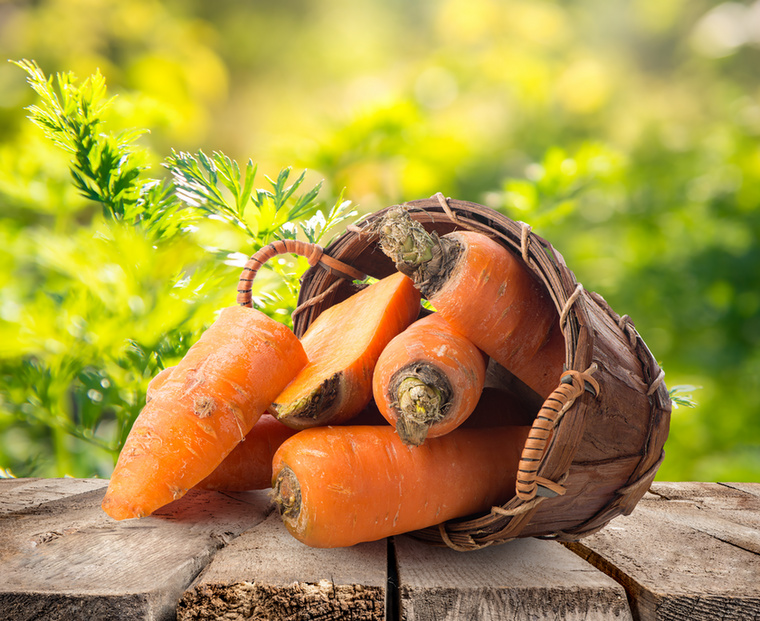 SárgarépaAnnak ellenére, hogy tele van mindenféle jó vitaminnal, ásványi anyaggal és rosttal, a sárgarépa rengeteg béta-karotint is tartalmaz, és ha valaki túl sokat eszik belőle, ugyan nem hal meg, de maga is narancssárgává válhat.A karotinémia néven ismert állapot során a felesleges karotin felhalmozódik a bőr legkülső rétegében