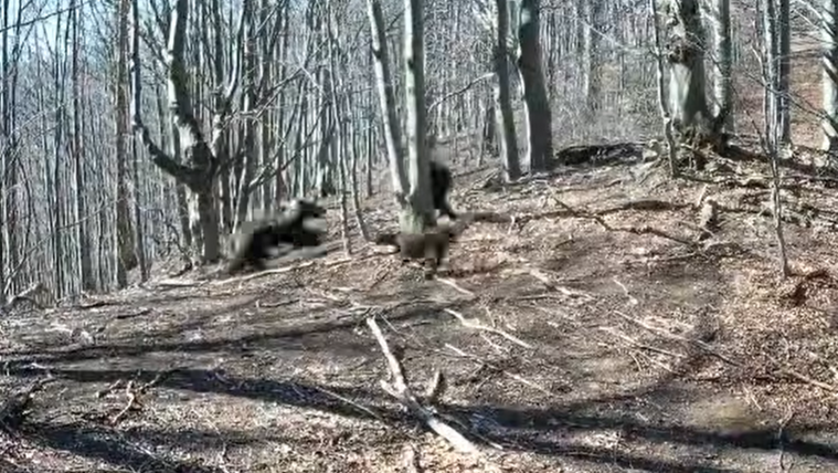 Videón, ahogy egy férfi fejszével fejbe vág egy medvét Szlovákiában