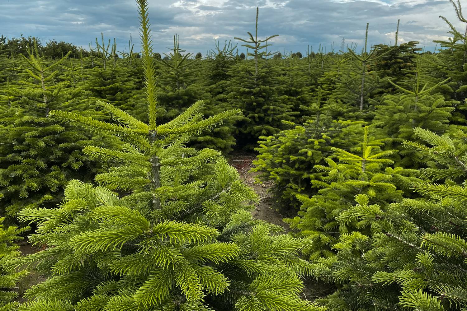A Nordmann-fenyő vagy kaukázusi jegenyefenyő, Abies nordmanniana, méltán a legnépszerűbb, magasabb az ára, ugyanakkor nagyon tartós, szimmetrikus és üde zöld. Alul azonban gyakran terebélyesebb, így nem mindenhol fér el, és kevésbé jellegzetes az illata.