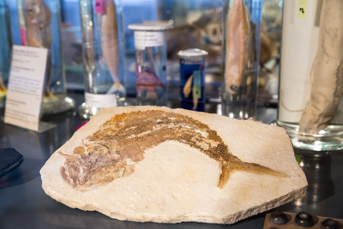 elte-biologiai-es-paleontologiai-gyujtemeny polyak-attila 201805