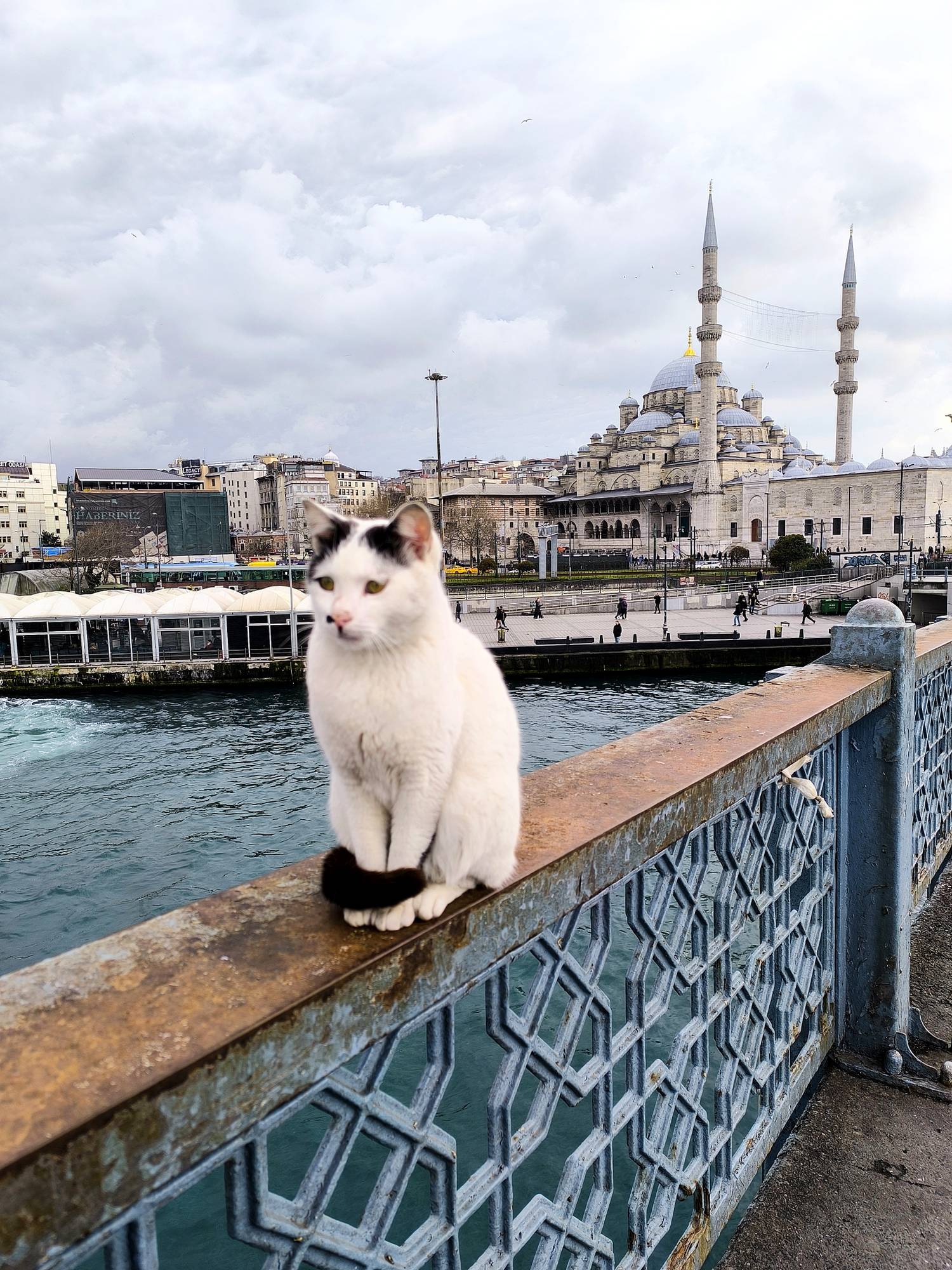 Isztambul egyetlen tökéletes képben: gyönyörű kilátás, mesés épületek és persze egy profin pózoló cica.