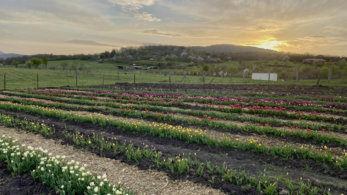 TulipGarden Szentendre