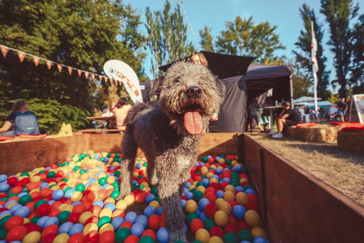 DOGZ Fesztival 2