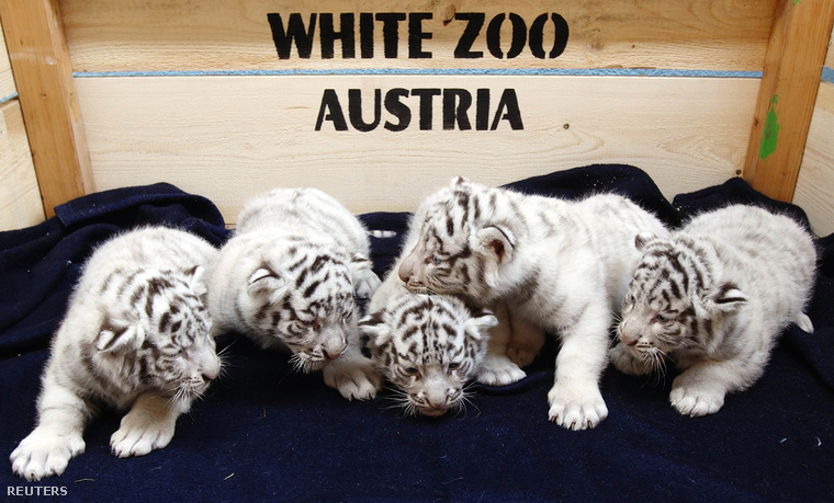 2014-05-26T122601Z 57501189 GM1EA5Q1JIL01 RTRMADP 3 AUSTRIA
