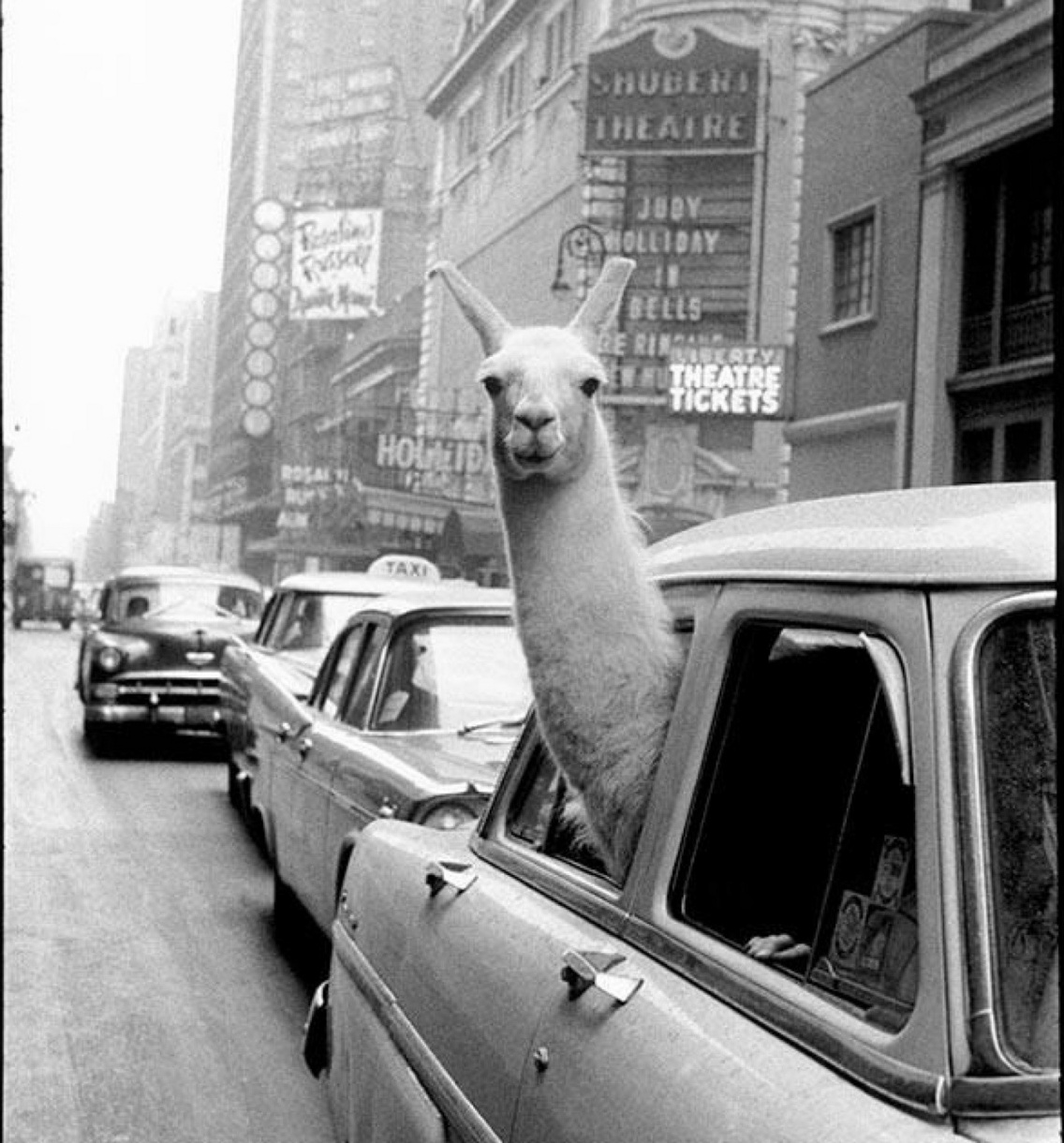 Láma a Times Square-en, New York, 1957