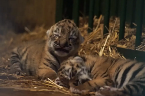 Cuteness alert: Meet the Budapest Zoo’s newborn tiger cubs