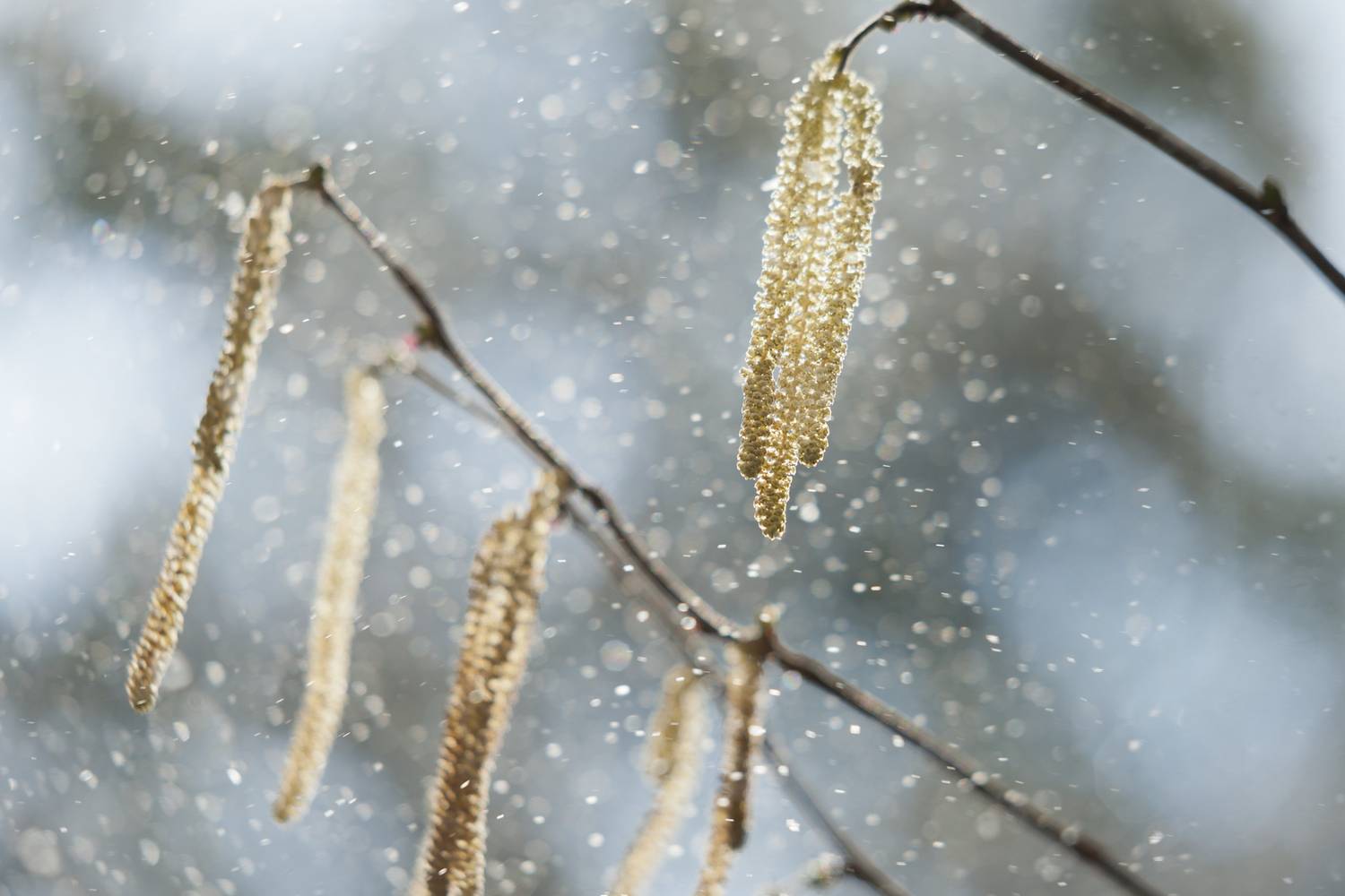 pollen nyarfa