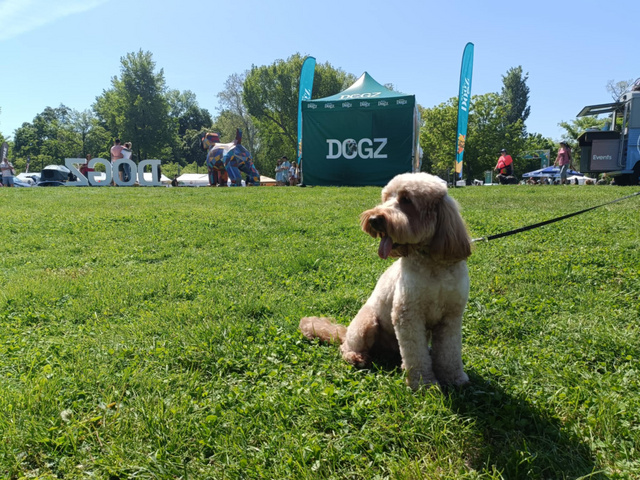 Alig tud választani a Dogz programpontok közül ez a boldog résztvevő