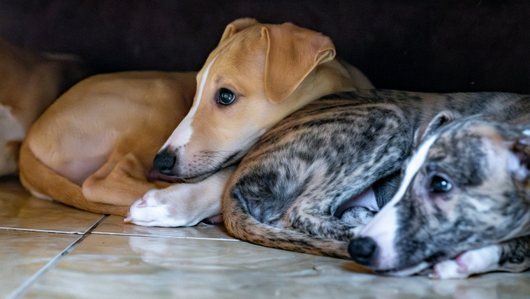 Ezért köröz a kutya, mielőtt lefekszik