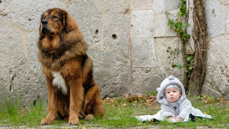 5 kutyafajta, amelyik imádja a gyerekeket
