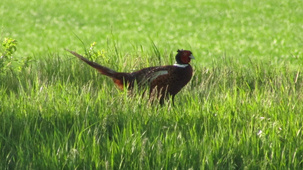 Szárnyalás a határ szélén