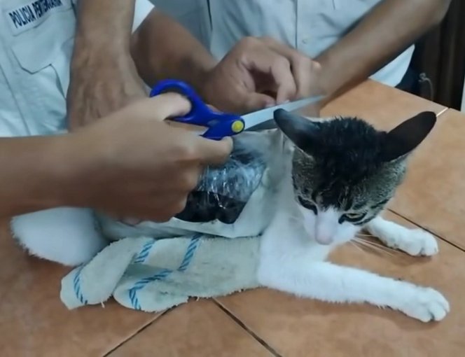 Kábítószert csempésző macskát fogtak egy Costa Rica-i börtönben