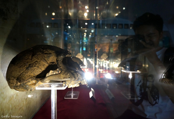 Homo erectus fosszília látható a Sangiran Múzeumban Indonéziában 2014. november 26-án