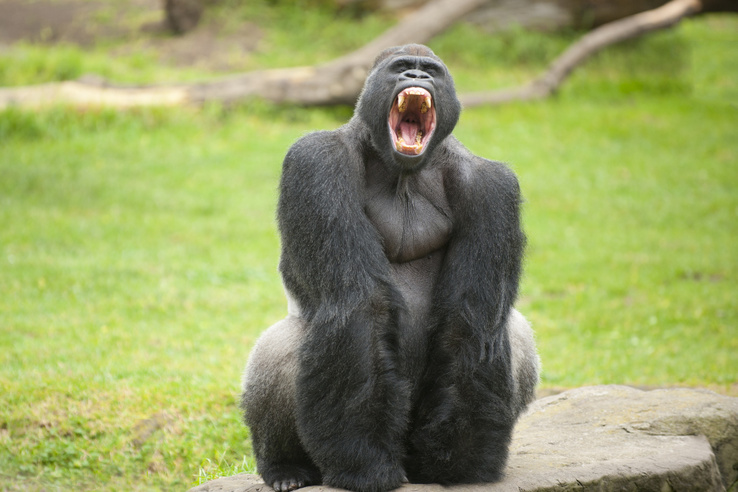 Szimuláción, mely állat támadása fájna a legjobban a ló, gorilla és kenguru közül