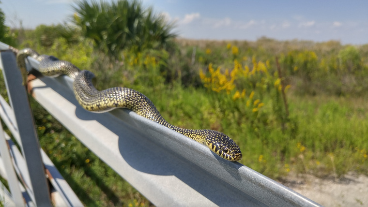 Snake Island - BrazíliaA brazíliai kígyósziget (Isla da Queimada Grande) rendkívül veszélyes úti cél a mérges aranylándzsás gödörviperák sűrű populációja miatt