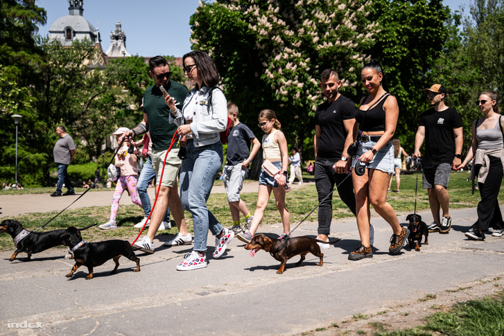 A magyar családok fele tart kutyát, ami Európában a legmagasabb arány