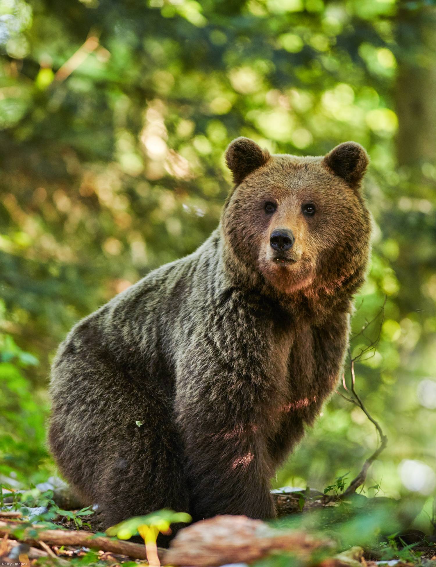 Medvetámadás Szlovéniában1