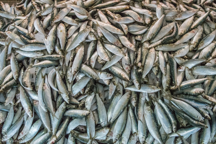 Zsíros halak – a belső hidratálók&nbsp;Lazac, makréla, szardínia – nem csak finomak, hanem omega-3 zsírsavakban is gazdagok, amelyek gyulladáscsökkentő hatásuk mellett segítik a kollagén fenntartását is