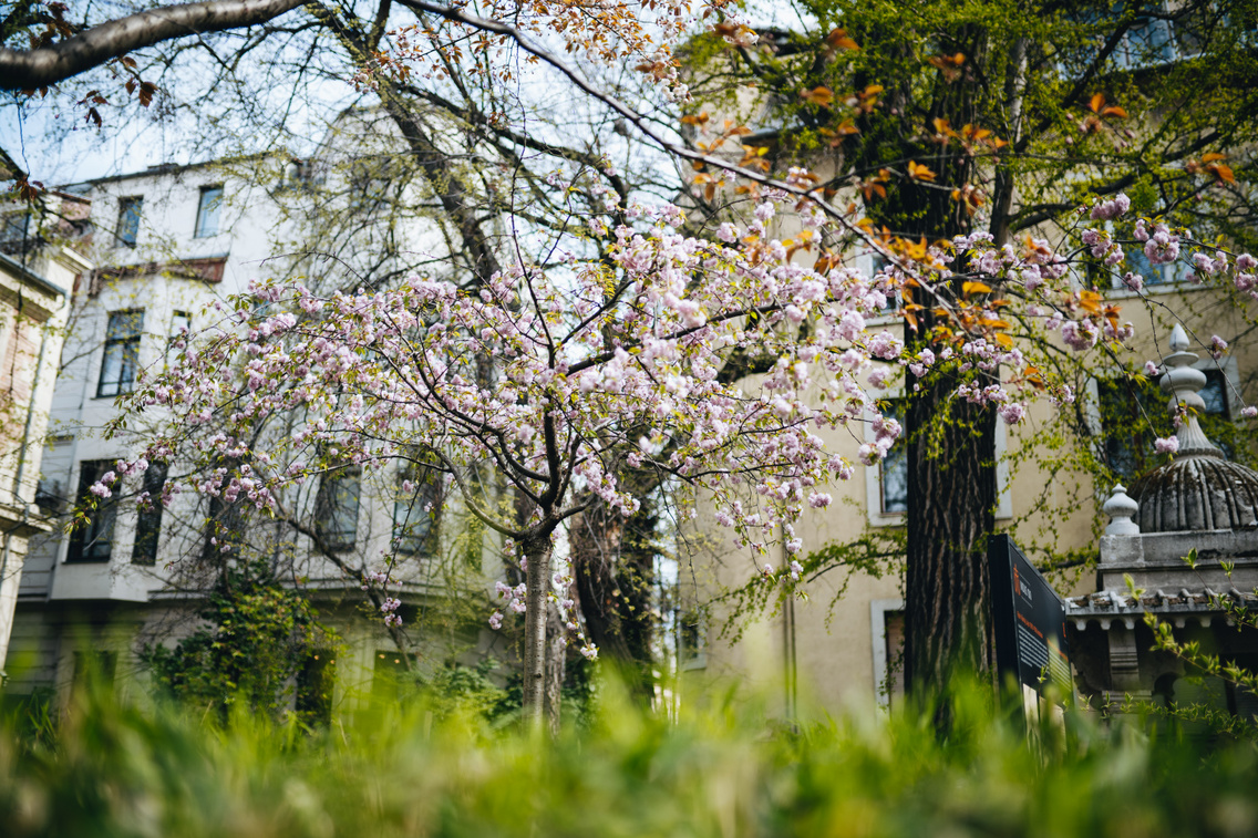 Cseresznyevirágzás a Hopp Ferenc Múzeumban