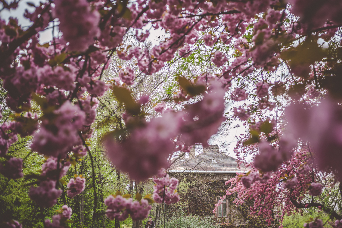 A cseresznye virágzás, szakura ünnepe a Füvészkertben
