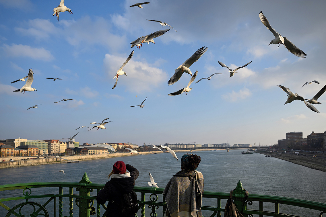 Sirályok a Szabadság hídnál (2020)