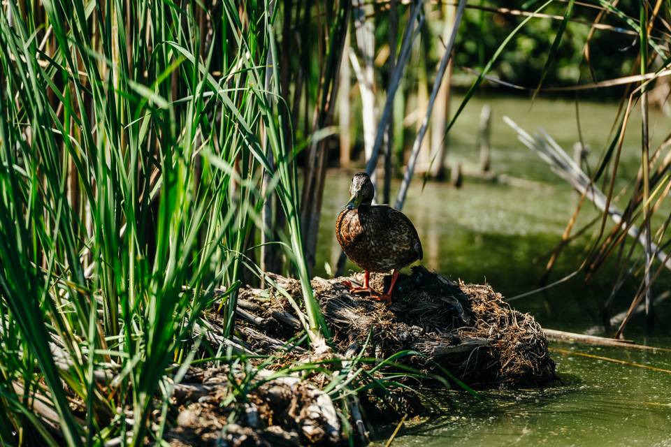 Rejtett világ tárul fel: különleges kisfilm mutatja be a Dél-Balaton élővilágát