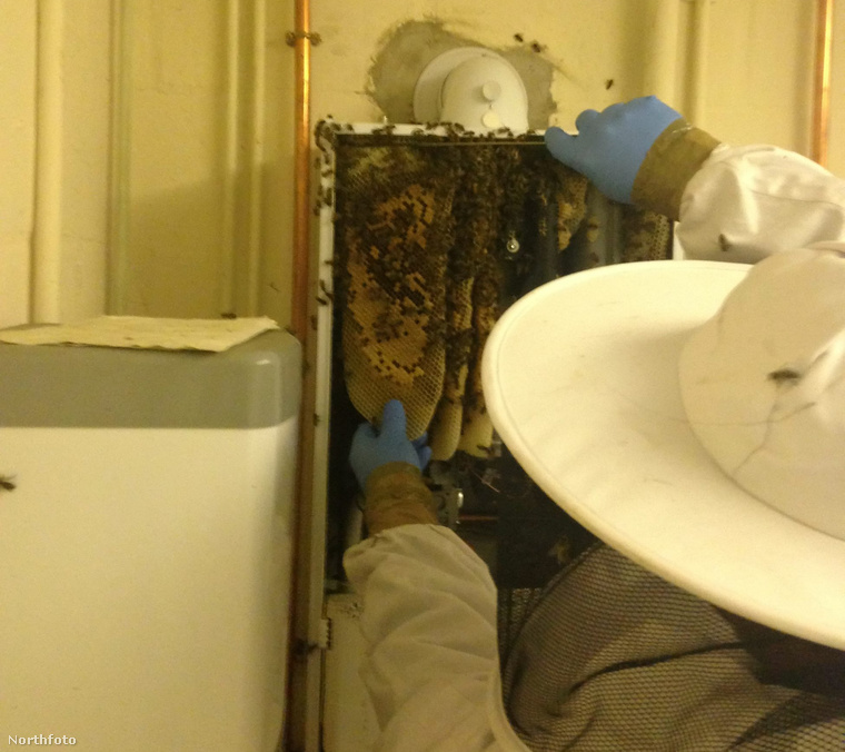 tk3s masons boiler bees 02